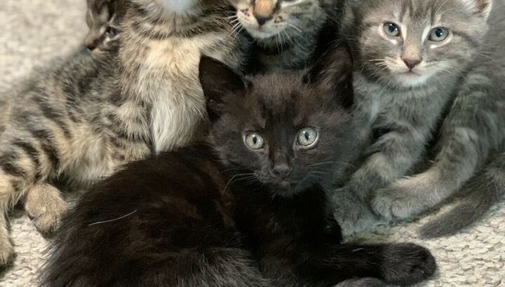 Adorable siameses tabby mix kittens