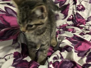 Sweet tabby kitten – fully vetted PENDING