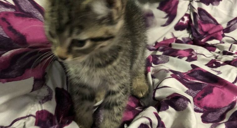 Sweet tabby kitten – fully vetted PENDING