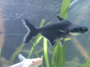 Black & Albino Iridescent Sharks for Good Home