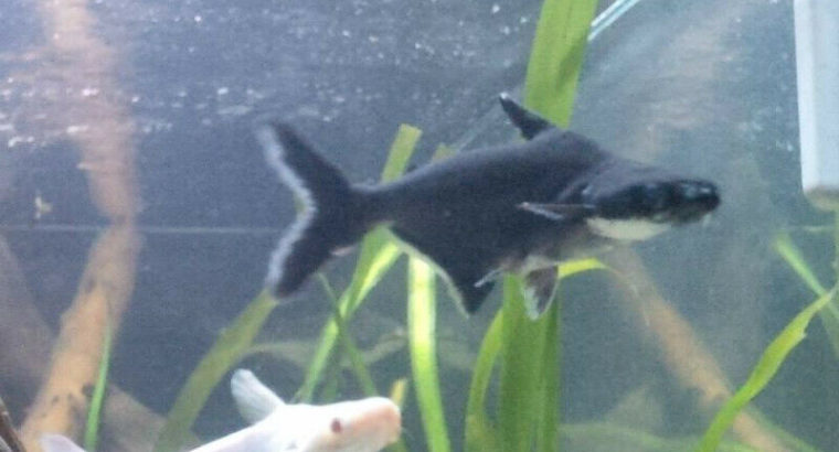 Black & Albino Iridescent Sharks for Good Home