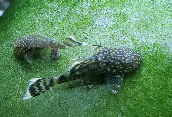 Dwarf bristlenose pleco