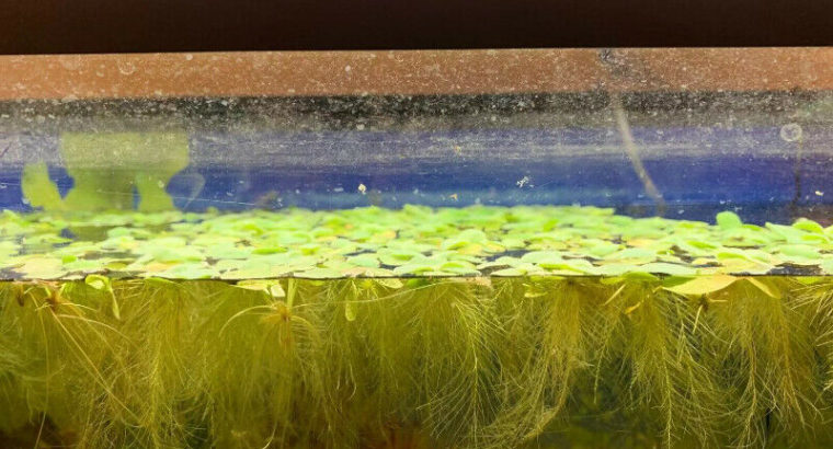 floating aquarium plants