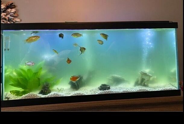 Fish tank for sale