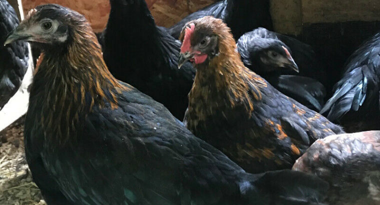 2 month old chickens for sale