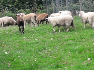 Sheep Lambs