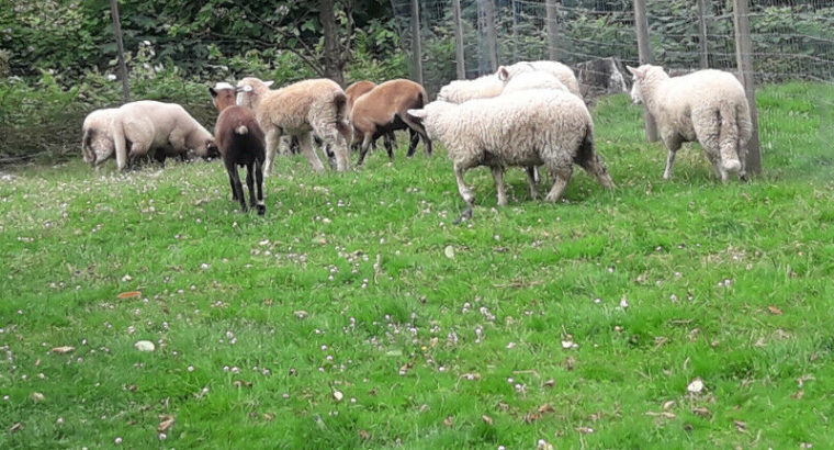 Sheep Lambs