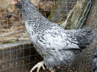 Ameraucana/Easter Egger rooster