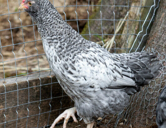 Ameraucana/Easter Egger rooster