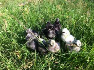 Chicks Silkies and Blue Layer