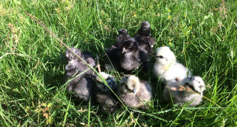 Chicks Silkies and Blue Layer