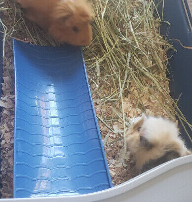2 female guinea pigs
