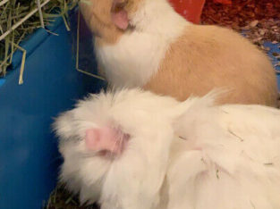 2 female guinea pigs + cage for sale