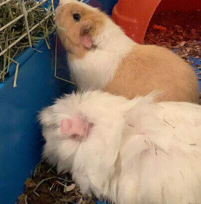 2 female guinea pigs + cage for sale