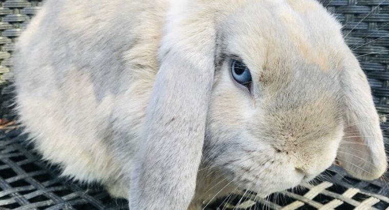 Beautiful blue eyed (VM) Holland Lop doe bunny!