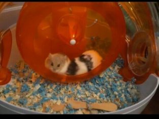Cute and cheap baby hamsters