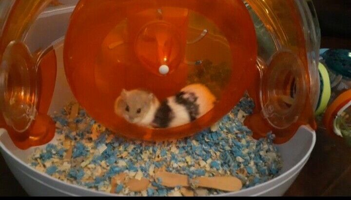 Cute and cheap baby hamsters
