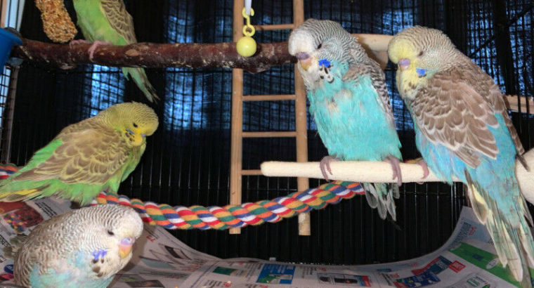 baby english budgies