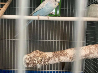 Free Male Budgie