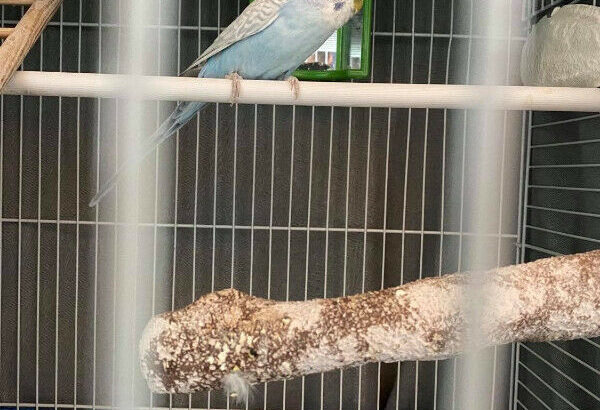 Free Male Budgie