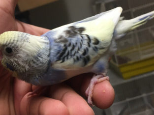 Magnificent flower baby budgie