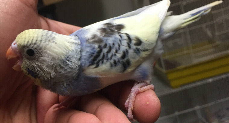 Magnificent flower baby budgie