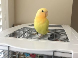 Baby orange opaline lovebird with cage and toys