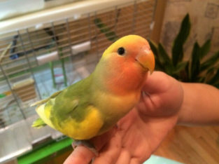 Beautiful ADULT male peach-faced pied lovebird looking for home!