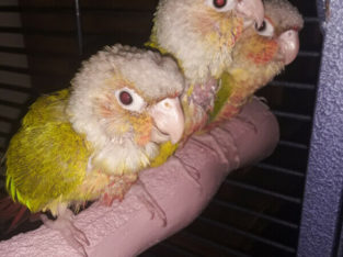 Baby Pineapple Conures