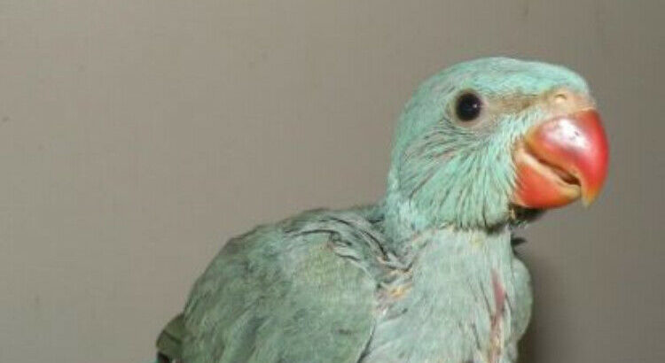 Wanted: Wanted: Looking for a baby Indian ring neck or Alexandrine.
