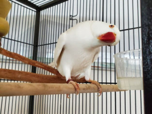 Albino Indian Ringneck Female for rehoming