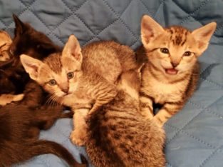 Beautiful F5 Savannah Kittens