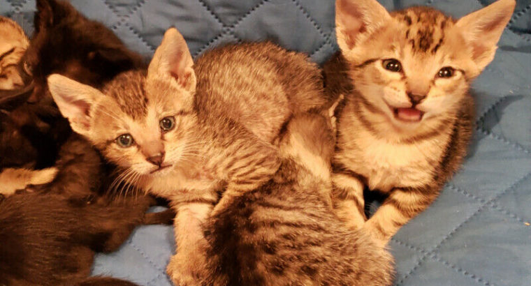 Beautiful F5 Savannah Kittens