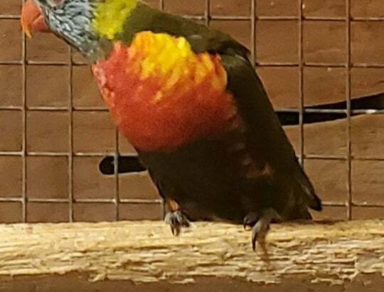 Rainbow lorikeet Mutations