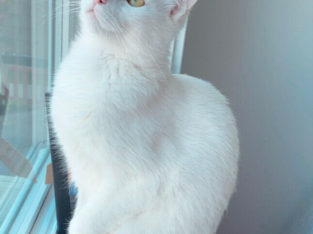 Extremely Rare Pure White Khao Manee Cat – 1-year old.