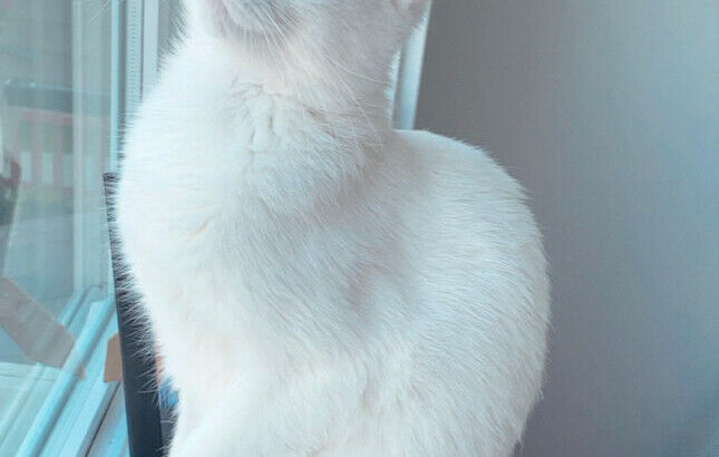 Extremely Rare Pure White Khao Manee Cat – 1-year old.