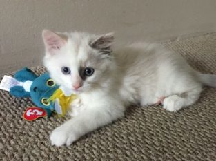 1 ADORABLE FEMALE RAGDOLL KITTEN LEFT