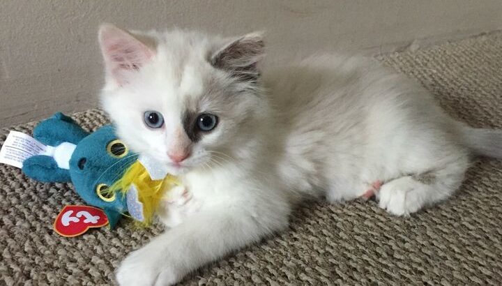 1 ADORABLE FEMALE RAGDOLL KITTEN LEFT