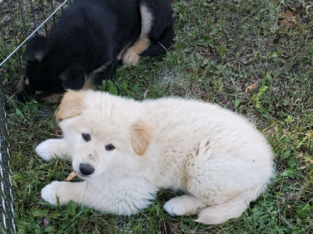 Husky/Shepherd Puppy