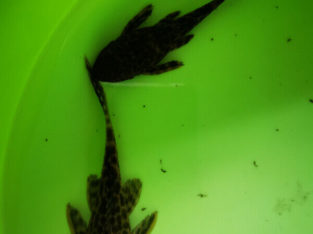 Pleco Fish