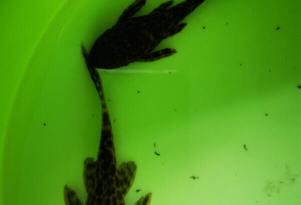 Pleco Fish