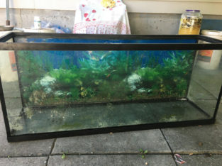 Aquarium/Fish tank