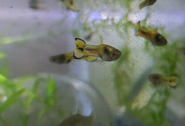 Jack Endler Guppies (fish)