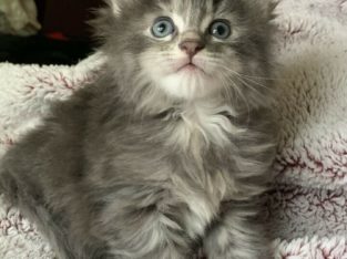 Fluffy Maine Coon x kittens