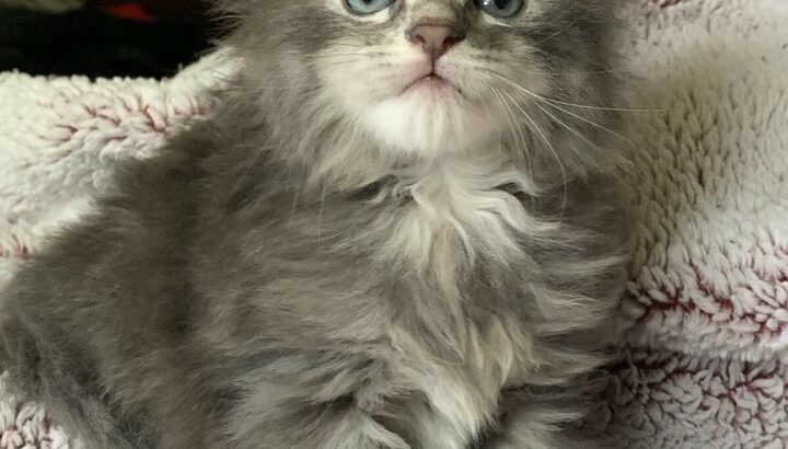 Fluffy Maine Coon x kittens