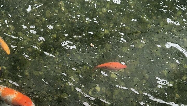 pond goldfish