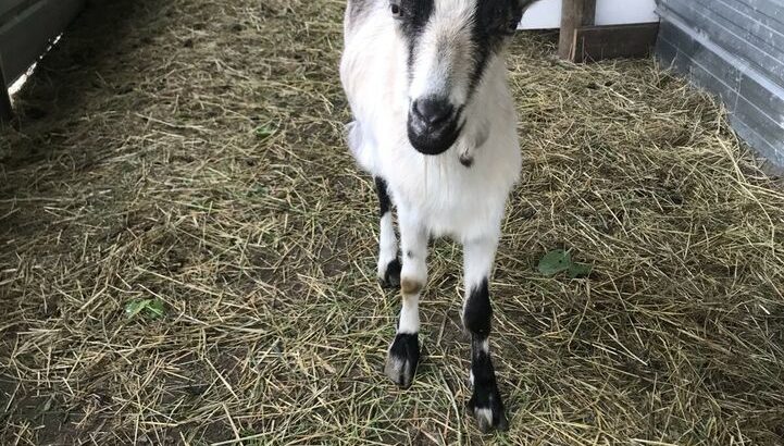 Goats for sale, does with babies, young does, buck