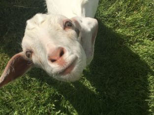 Super friendly bottle baby goat