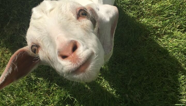 Super friendly bottle baby goat