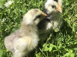 Croad Langshan chicks